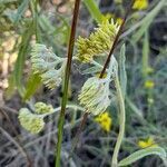 Achyrocline tomentosa flower picture by Trap Hers (cc-by-sa)