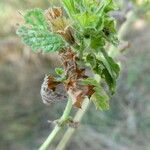 Stachys annua fruit picture by Llandrich anna (cc-by-sa)