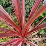 Cordyline australis leaf picture by dean hampton (cc-by-sa)