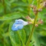 Salvia uliginosa flower picture by Trap Hers (cc-by-sa)