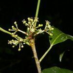 Dendropanax querceti fruit picture by Nelson Zamora Villalobos (cc-by-nc)