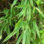 Phyllostachys aurea leaf picture by giacomo sgorlon (cc-by-sa)