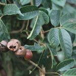 Paullinia capreolata fruit picture by Nelson Zamora Villalobos (cc-by-nc)