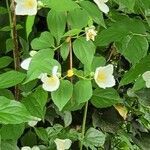 Philadelphus inodorus flower picture by M H (cc-by-sa)