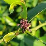 Smilax campestris fruit picture by Trap Hers (cc-by-sa)