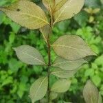 Weigela florida leaf picture by Sergey (cc-by-sa)