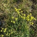 Bupleurum petraeum flower picture by Renaud RIDE (cc-by-sa)