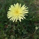 Crepis albida flower picture by José Luis Jiménez (cc-by-sa)