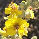 Verbascum sinaiticum flower picture by susan brown (cc-by-sa)