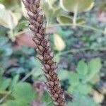 Plantago major fruit picture by Florent Beck (cc-by-sa)