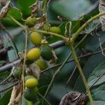 Cayaponia africana fruit picture by Maarten Vanhove (cc-by-sa)