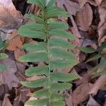 Polystichum acrostichoides leaf picture by Scott Smith (cc-by-sa)