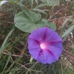 Ipomoea tricolor flower picture by Jaime Sabrina (cc-by-sa)