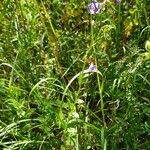 Campanula rhomboidalis habit picture by ileo'oiso (cc-by-sa)