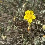 Helianthemum caput-felis flower picture by Rodríguez Vicente José Antonio (cc-by-sa)