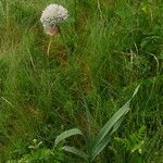 Allium pyrenaicum habit picture by arlas (cc-by-sa)