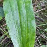 Plantago tomentosa leaf picture by Trap Hers (cc-by-sa)