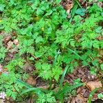 Geranium robertianum habit picture by Pierre LEON (cc-by-sa)