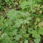 Isopyrum thalictroides habit picture by Sylvain Piry (cc-by-sa)