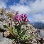 Senecio roseus habit picture by Fabien Anthelme (cc-by-sa)