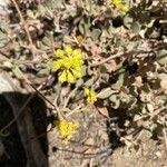 Eriogonum incanum flower picture by Haggard Stacey (cc-by-sa)