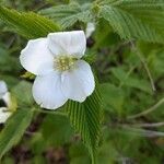 Rhodotypos scandens flower picture by Andrew Stebbs (cc-by-sa)