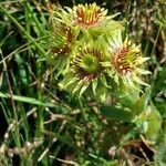 Sempervivum wulfenii flower picture by Franco Colnago (cc-by-sa)