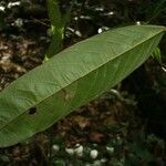 Catostemma fragrans leaf picture by Jean-François Molino (cc-by-sa)