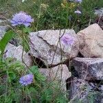 Scabiosa lucida habit picture by Ludovic Lavigne (cc-by-sa)