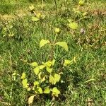 Melampodium perfoliatum habit picture by Frederic Vieilledent (cc-by-sa)