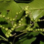 Tournefortia bicolor leaf picture by Nelson Zamora Villalobos (cc-by-nc)