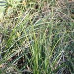 Carex halleriana habit picture by Sylvain Piry (cc-by-sa)