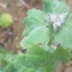 Phacelia grandiflora leaf picture by cat grass (cc-by-sa)