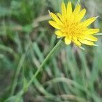 Tragopogon orientalis flower picture by Chlad Martin (cc-by-sa)