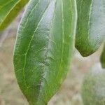 Strychnos spinosa leaf picture by Gerd Luedke (cc-by-sa)