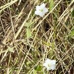 Convolvulus hermanniae l'hér. habit picture by Trap Hers (cc-by-sa)