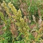 Rumex longifolius fruit picture by Michael Holm (cc-by-sa)