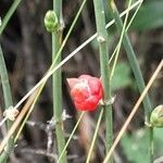 Ephedra triandra fruit picture by Trap Hers (cc-by-sa)