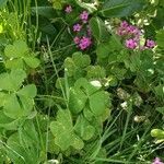 Oxalis debilis habit picture by Ludovic Descolas (cc-by-sa)