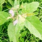 Solanum incanum leaf picture by Mayoge Bukapuka (cc-by-sa)