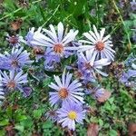 Symphyotrichum novi-belgii flower picture by Bernard Yor (cc-by-sa)