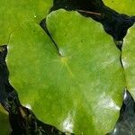 Nymphoides peltata leaf picture by jake morley (cc-by-sa)