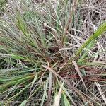 Setaria leucopila habit picture by Trap Hers (cc-by-sa)