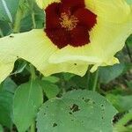 Hibiscus calyphyllus flower picture by susan brown (cc-by-sa)