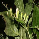 Ruellia stemonacanthoides leaf picture by Nelson Zamora Villalobos (cc-by-nc)