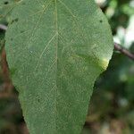 Dombeya punctata leaf picture by E. Mouysset (cc-by-sa)