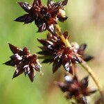 Juncus alpinoarticulatus flower picture by francois tissot (cc-by-sa)