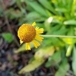 Helenium puberulum flower picture by Joshua West (cc-by-sa)