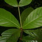 Duroia costaricensis leaf picture by Nelson Zamora Villalobos (cc-by-nc)