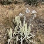 Culcitium canescens habit picture by Fabien Anthelme (cc-by-sa)